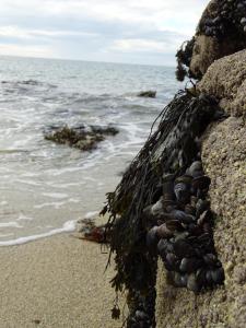 Maisons de vacances Serenite a la mer : photos des chambres