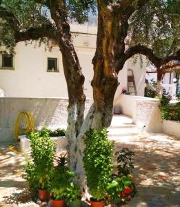 Billys Amoudi Apartments