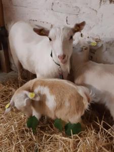 Askegaarden Apartments