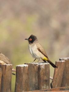 Sasa Safari Camp & Tours