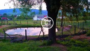 Pension de famille Casa Kotys Albeştii Pămînteni Roumanie
