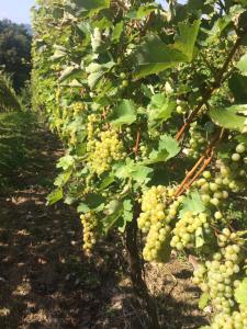 Holiday Home Mađerka