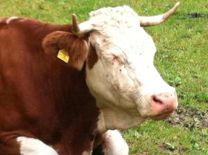 Appartement Ferienhof Ortnergut