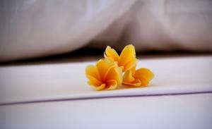 The Calmtree Bungalows