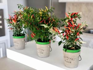 Cento Ulivi B&B img13