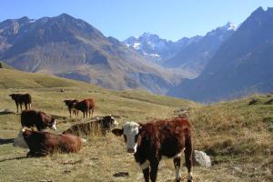 Appartements Le Serre Grau studioLarge studio at the gateway to the Ecrins National Park : photos des chambres