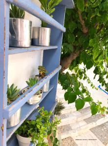 Next to the Bougainvillea! Syros Greece