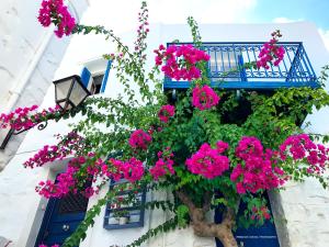 Next to the Bougainvillea! Syros Greece