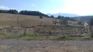 Nid de Poussins - Authon