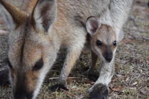 Ketchups Bank Glamping