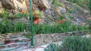 Bulgarana photo 9