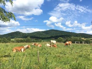 Pokoje u Bożeny i Zbyszka