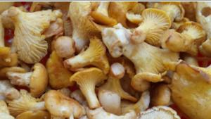 CHAMBRES DHÔTES DE MALVALETTE