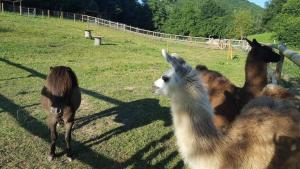 B&B / Chambres d'hotes La Ferme des Andes : photos des chambres