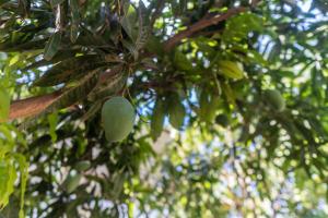 Mango Shade Weligama