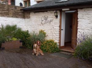 Thatch Close Cottages