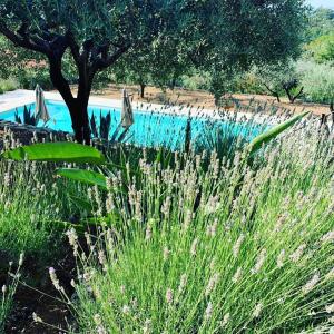 B&B / Chambres d'hotes Le Clos en Provence : photos des chambres