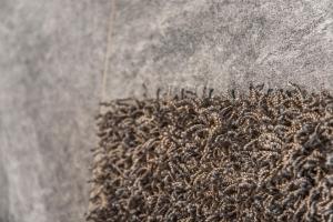 Apartment JungfrauCenter Roteflue - GRIWA RENT