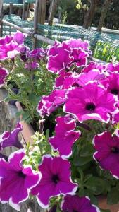 Il Podere della piazza