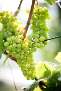 Schwalbennest Pongratz