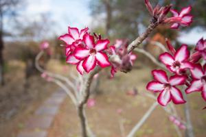 Klaserie Private Nature Reserve Limpopo Kruger National Park, 1380, South Africa.