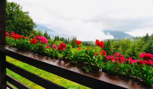 Nature House Predeal