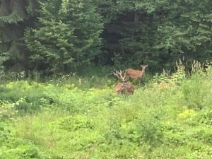 Nature House Predeal