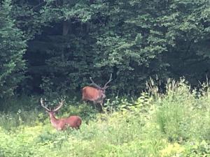 Nature House Predeal