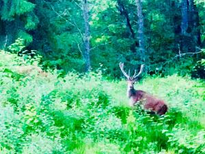 Nature House Predeal