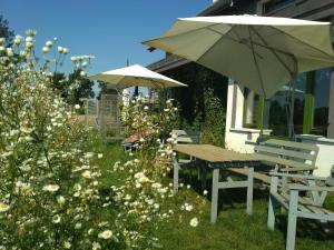 Chamedafne w Puszczy Kampinoskiej