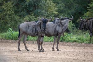 Greater Makalali Private Game Reserve, near Hoedspruit, South Africa .