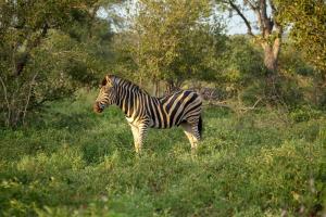 Greater Makalali Private Game Reserve, near Hoedspruit, South Africa .