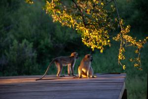 Greater Makalali Private Game Reserve, near Hoedspruit, South Africa .