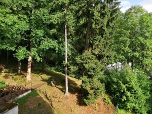 Special Offer - Double Room with Maxi Package room in Parkhotel Forest