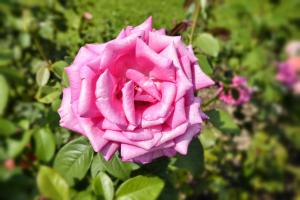 Casa Giardino fiorito