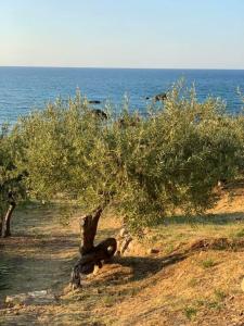 Ogliastro Sul Mare - Sleep and Dream