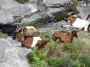 Casinha do João no Gerês