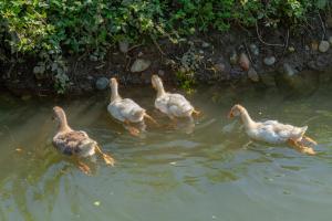 Hotels Le Moulin : photos des chambres