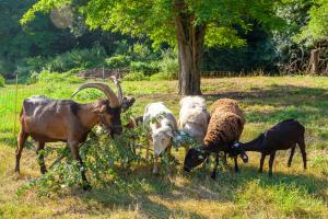 Hotels Le Moulin : photos des chambres