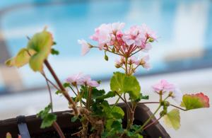 New Line Village Apartments