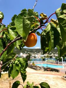 Oneiro glico Aegina Greece