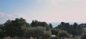 Corallo img26