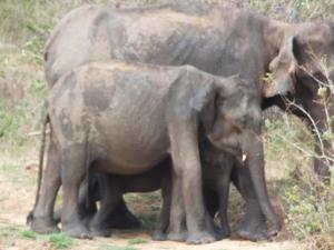 Buddika Safari & Resort