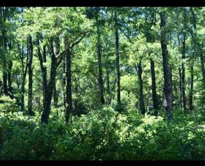 Condominio Pucon Andino