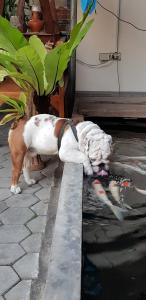 Gordnuea Boutique House