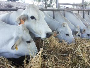 Masseria Acque Di Palermo