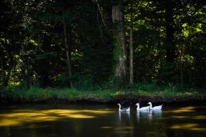 Hotels Domaine de La Groirie - Le Mans : photos des chambres