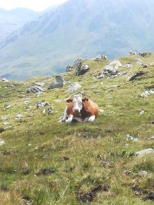 Bauernhof Kodahof – Familie Rabl