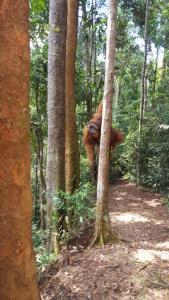 GRANDMA GUEST HOUSE including jungle Trek