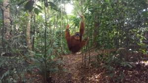 GRANDMA GUEST HOUSE including jungle Trek